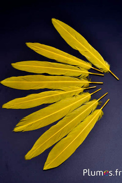 Faisan Swinhoe - 13-17 cm - jaune-curry